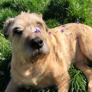 Meet your Posher, Kestley